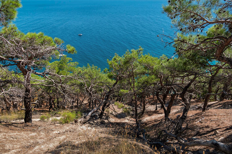 Фото точки Реликтовая сосновая роща