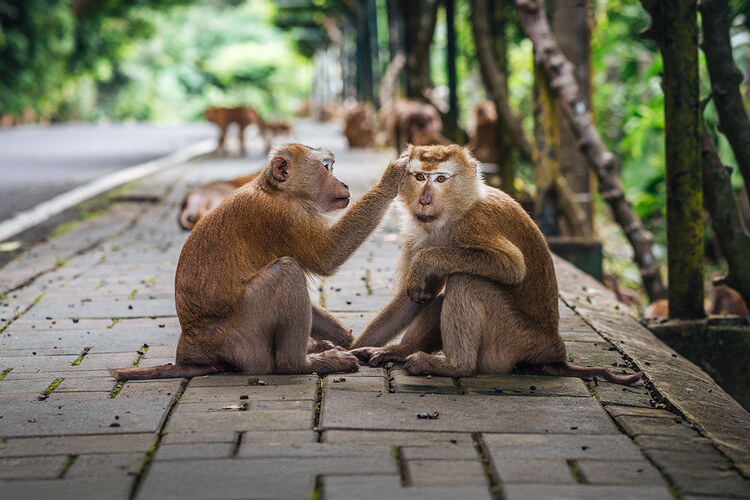 Фото точки Гора обезьян