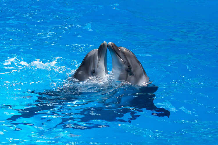 Фото точки Большой сочинский дельфинарий