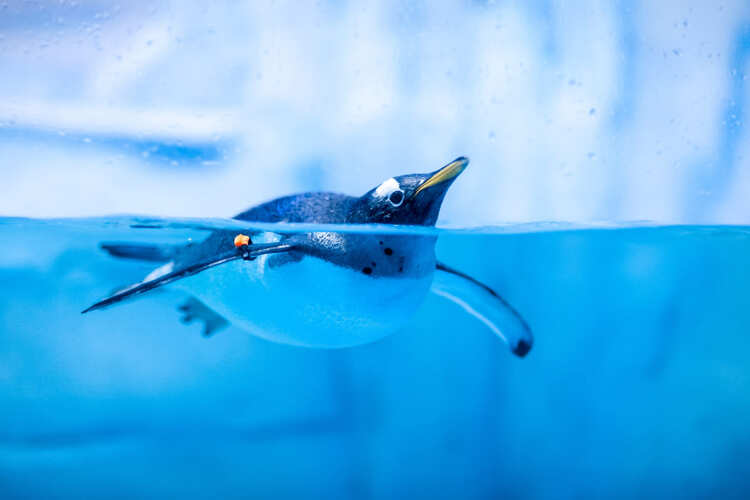 Фото точки Аквариум и подводный зоопарк