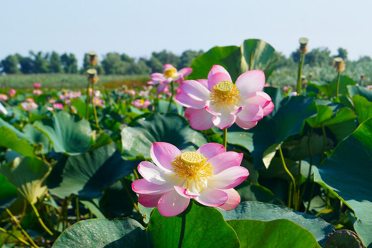 Фото точки Долина Лотосов
