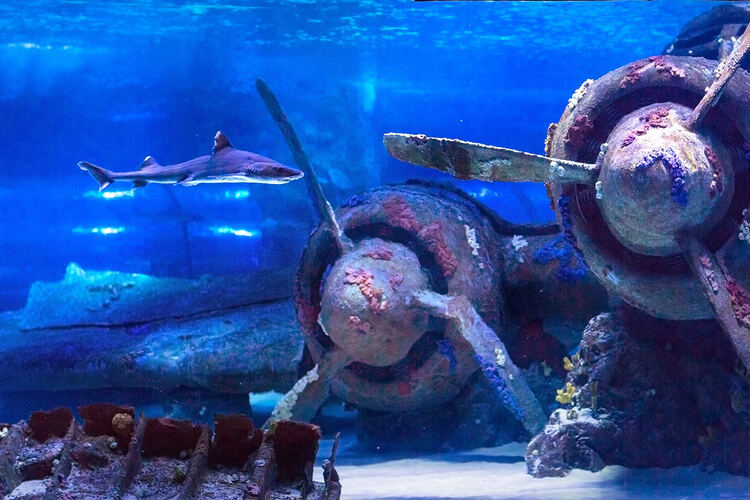 Фото точки Аквариум Антальи