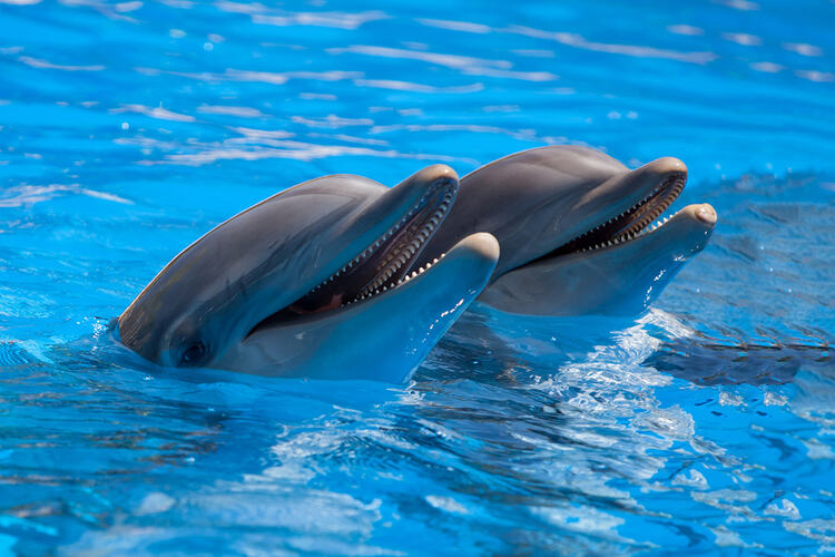 Фото точки Аксуский дельфинарий
