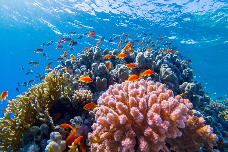 Фото точки Подводный музей «Рас-Мохаммед»